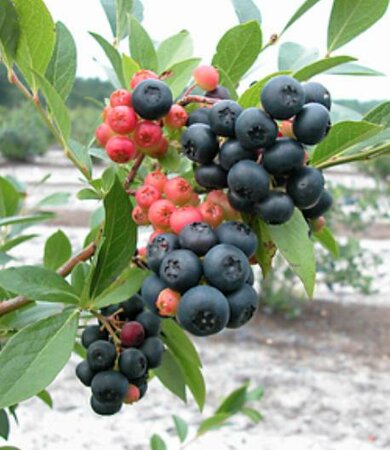 Nocturne Blueberry
