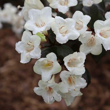 Wine & Spiritis Weigelia