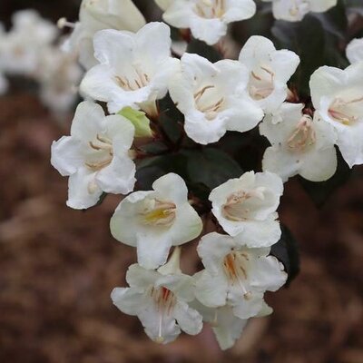 Wine & Spiritis Weigelia