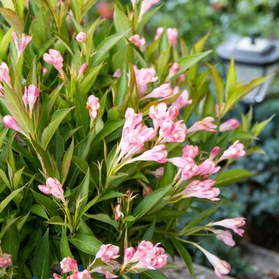 Peach Kisses Weigelia