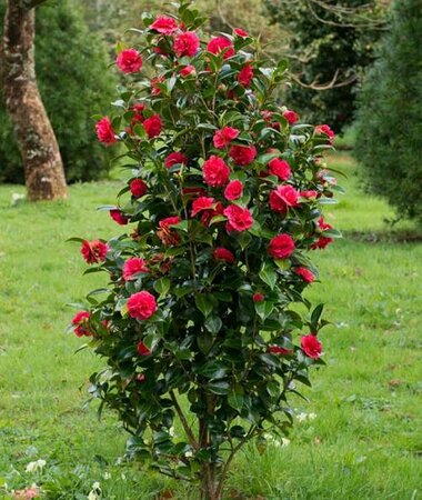 Kramer's Beauty Camellia