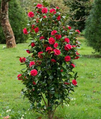 Kramer's Beauty Camellia