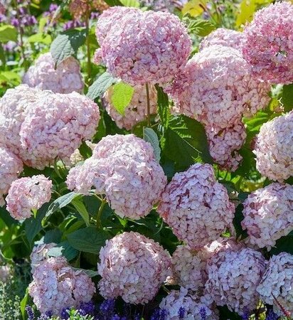 Candybelle Bubblegum Hydrangea
