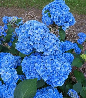 Double Down Reblooming Hydrangea