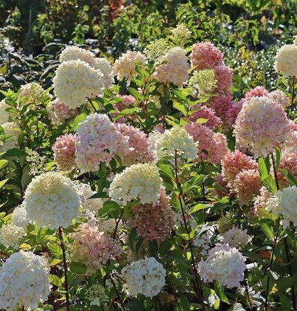 Graffiti Panicle Hydrangea