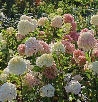 Graffiti Panicle Hydrangea