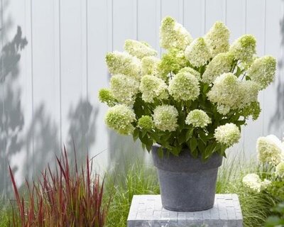 Skyfall Panicle Hydrangea