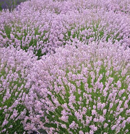 Pink English Lavender