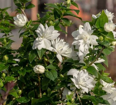 Pearls of Perfume Reblooming Mock Orange
