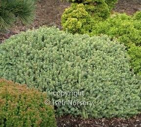 Hedgehog White Spruce (Echiniformisi)