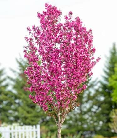 Gladiator Flowering Crabapple