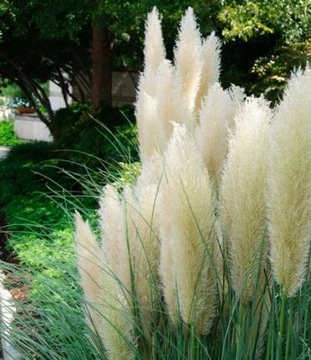 Ivory Feathers Pampas Grass