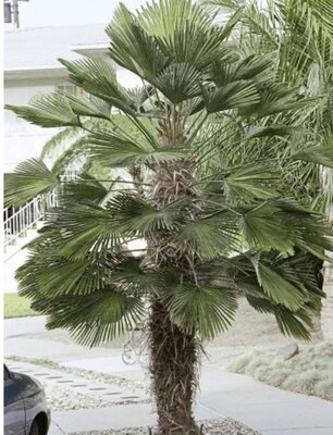 Wagner's Hardy Windmill Palm