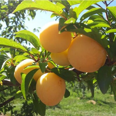 Shiro Japanese Plum Tree - image 2
