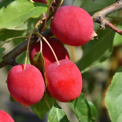 Dolgo Crabapple - image 2