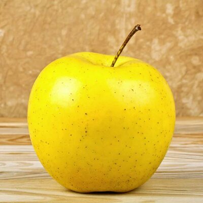 Chehalis Apple Tree - image 2