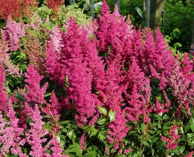 Elizabeth van Veen Astilbe
