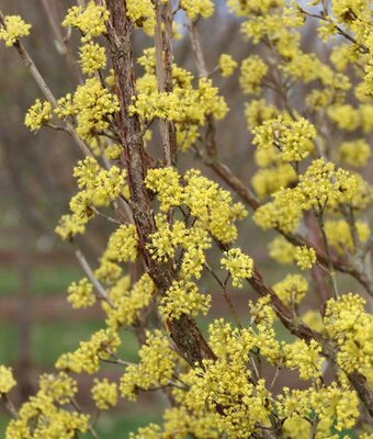 Saffron Sentinel Cornelian Cherry Tree