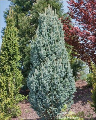 Iseli's Columnar Blue Spruce