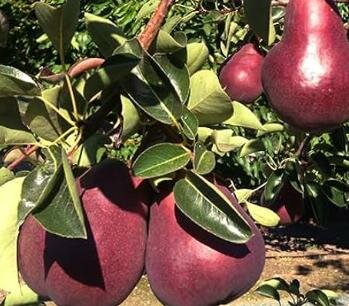 Red Bartlett Pear Tree