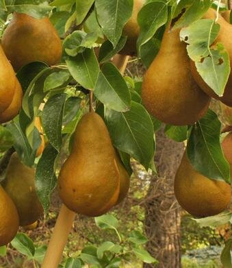 Bosc Pear Tree