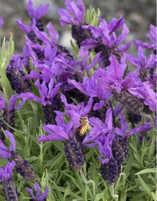 Javelin Forte Deep Purple Spanish Lavender