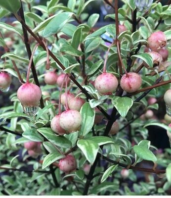 Flambeau Chilean Guava