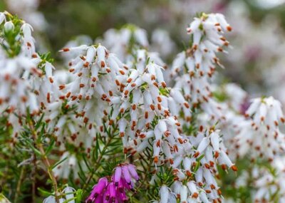 Springwood White Heather - image 2