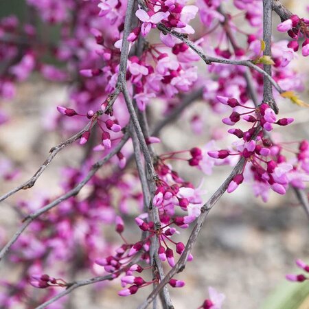 Lavender Twist Weeping Redbud - image 2