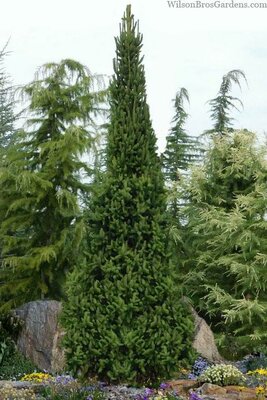 Cupressina Spruce - image 2