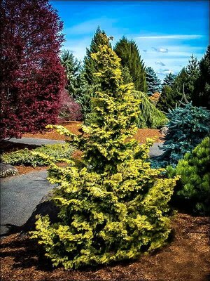 Confucius Hinoki Cypress - image 2