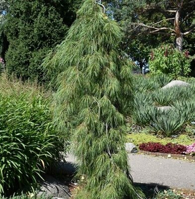 Angel Falls Weeping White Pine - image 2