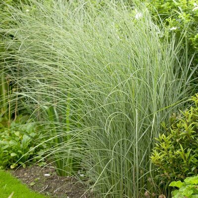 Morning Light Maiden Grass - image 2