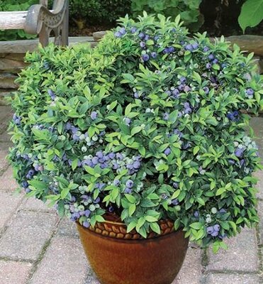 Top Hat Blueberry Plant