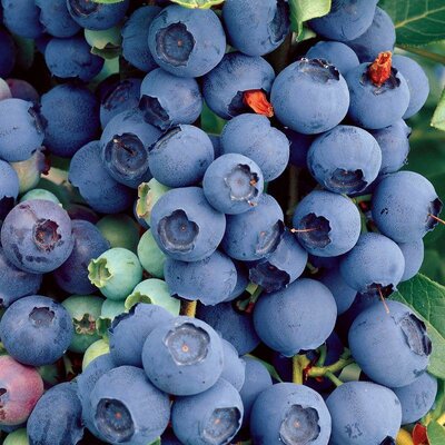 Bluecrop Blueberry - image 2