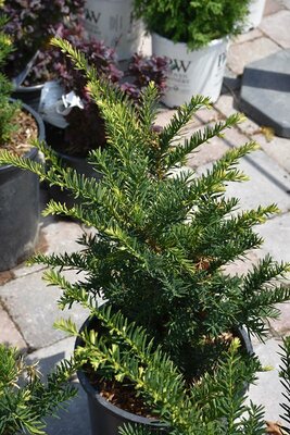 Dwarf Upright Japanese Yew