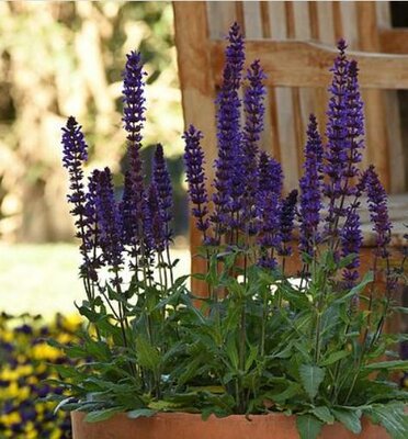 Deep Blue Perennial Blue Salvia