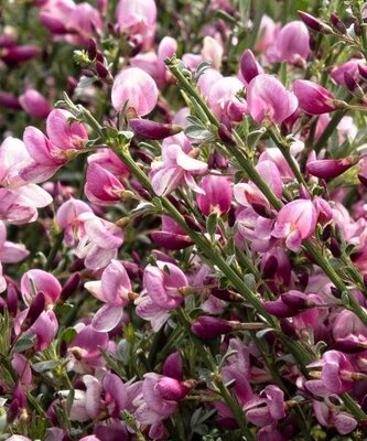Minstead Scotch Broom