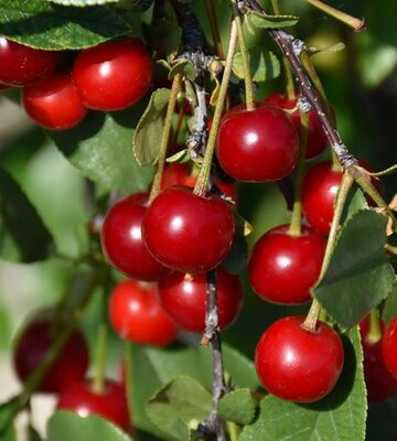 Carmine Jewel Dwarf Hardy Edible Cherry