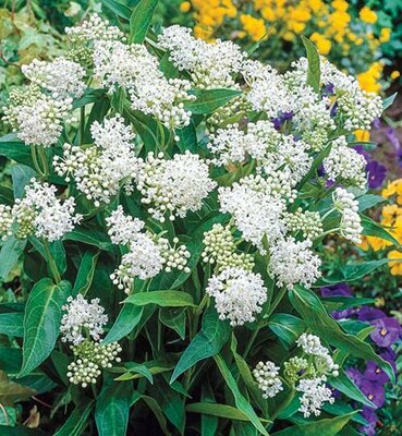 Ice Ballet Butterfly Weed