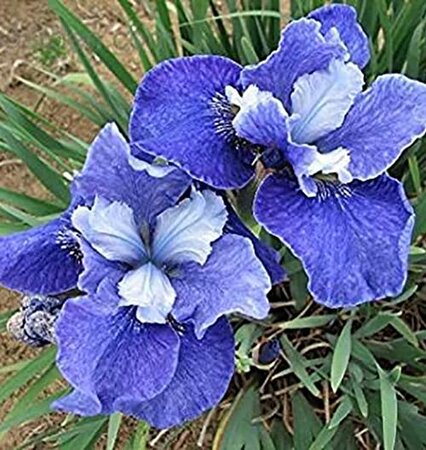 Painted Desert Siberian Water Iris