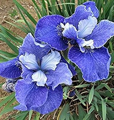Painted Desert Siberian Water Iris