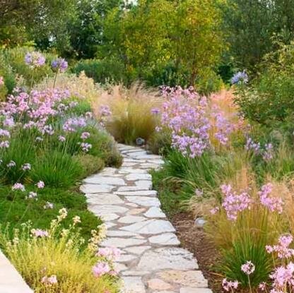 Society Garlic (Tulbaghia) - vole deterrent