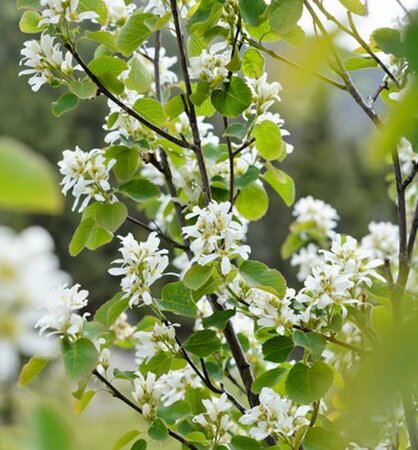 Regent Saskatoon Berry - image 1