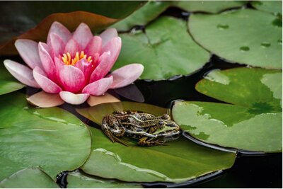 Sunset Pink Hardy Water Lily