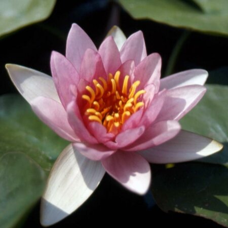 Splendida Hardy Water Lily