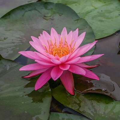 Mayla Hardy Water Lily
