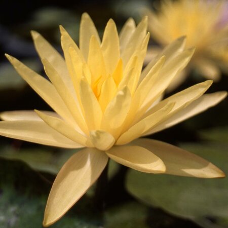 Texas Dawn Hardy Water Lily