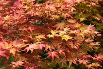 Shindeshojo Japanese Maple