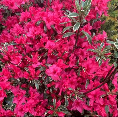 Girard's Variegated Gem Azalea - image 2